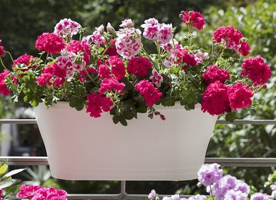 Balkon Çiçekleri İle Baharı Evinizde Yaşayın