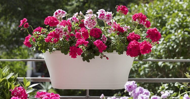 Balkon Çiçekleri İle Baharı Evinizde Yaşayın